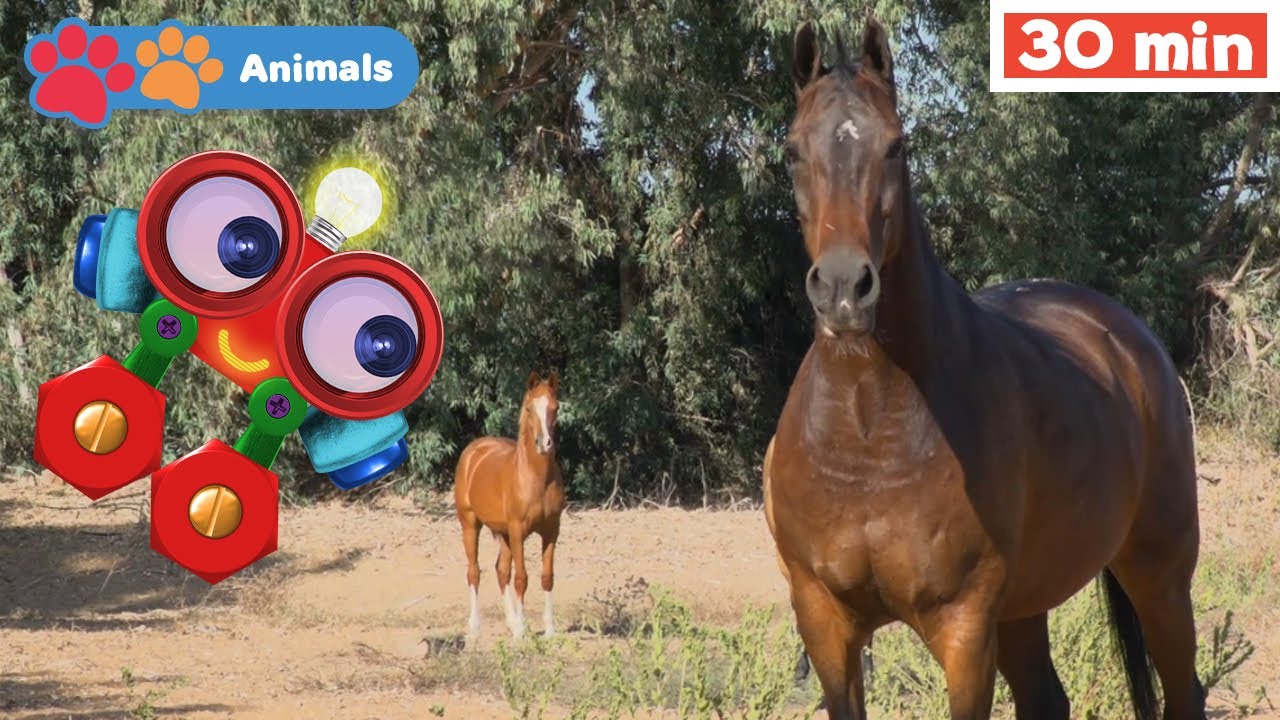 Kids Learn About Animals with Robi | Educational Early Learning Videos with Horse, Chicken & Fox