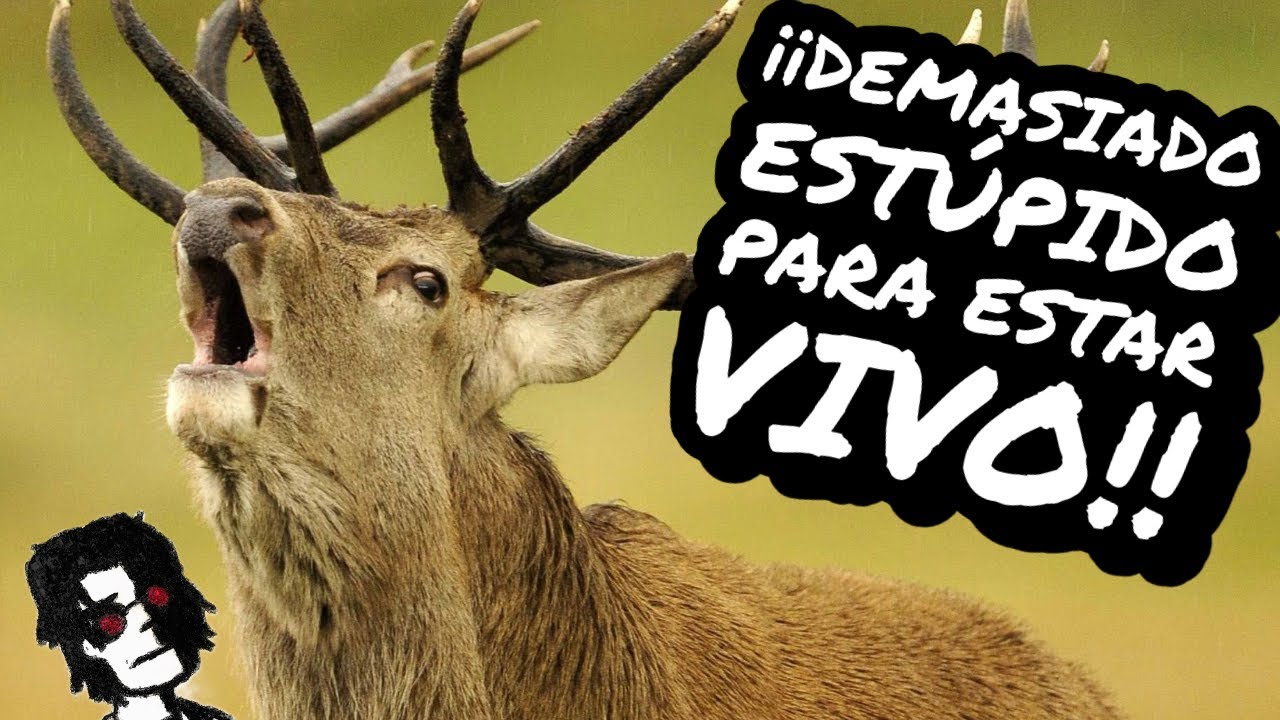 TOP 5 Animales que por ALGUNA EXTRAÑA razón NO están EXTINTOS PT. 2