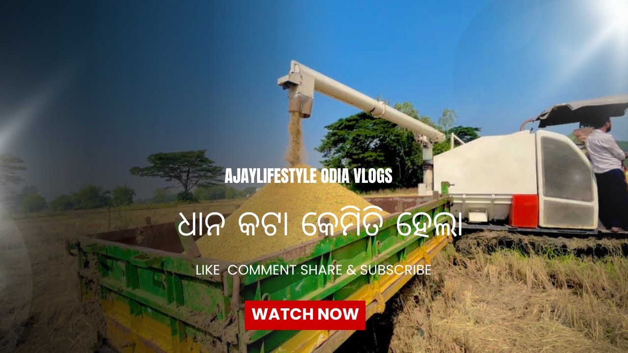 ଧାନ ଚାଷ କରିବା  ପଧତି 👈🏻 //ODIA VLOGS// FARMING// YOUTUBE VIDEO// AJAYLIFESTYLE ODIA VLOGS 