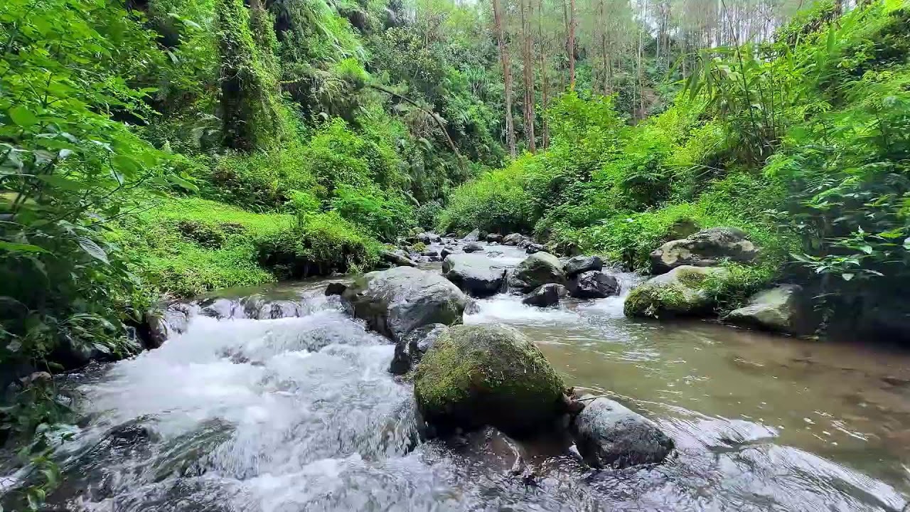 Breathe more freely with gentle river flow in a cool forest stream to relax your thoughts