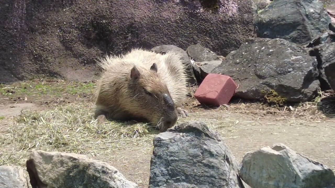 【カピ活気分】アフリカンサファリのカピバラ日常