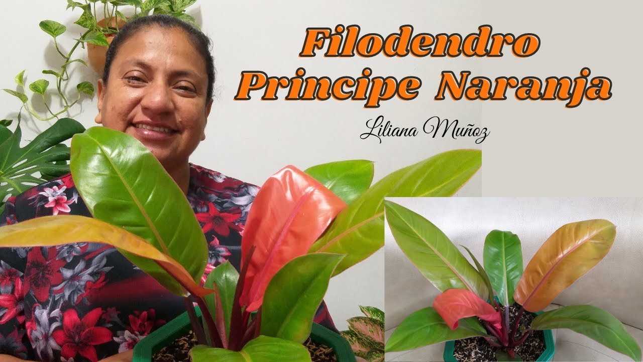 FILODENDRO PRINCIPE NARANJA / Liliana Muñoz