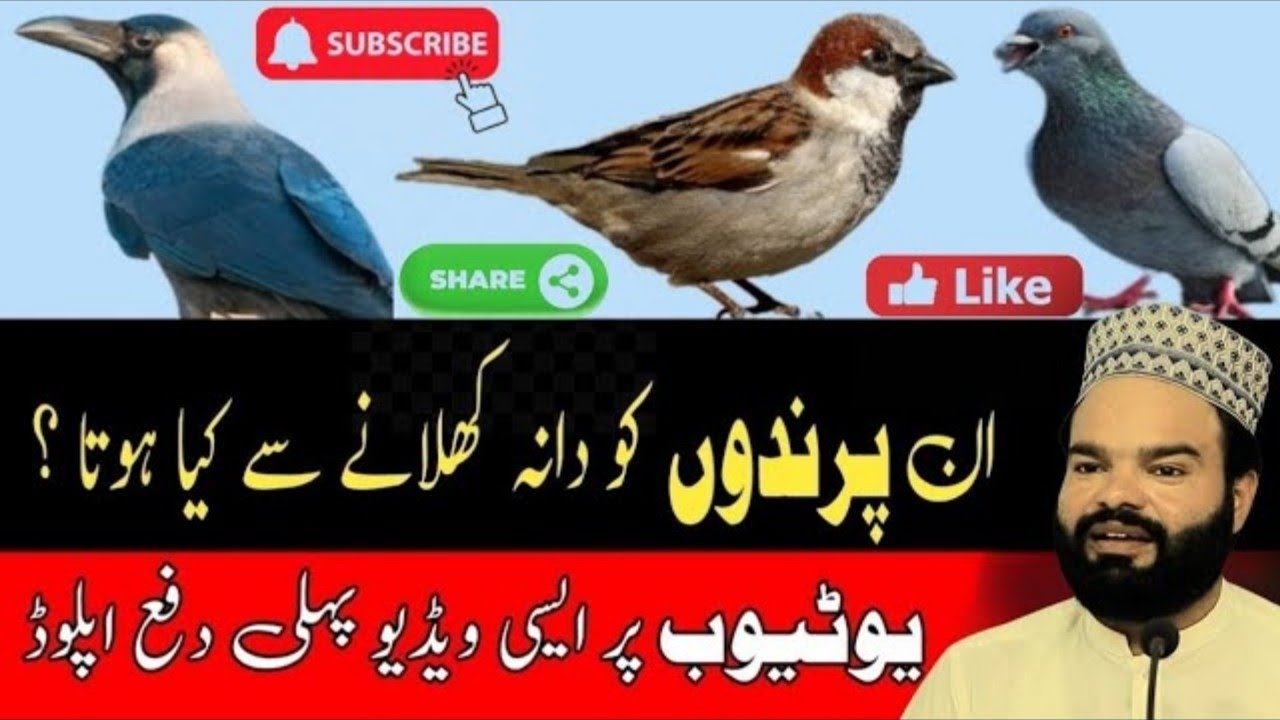 پرندوں کی خدمت کا اجر کتنا ہے؟ 🕊️ ایمان تازہ کر دینے والا بیان| شبیر قمر بخاری|کی زبانی 