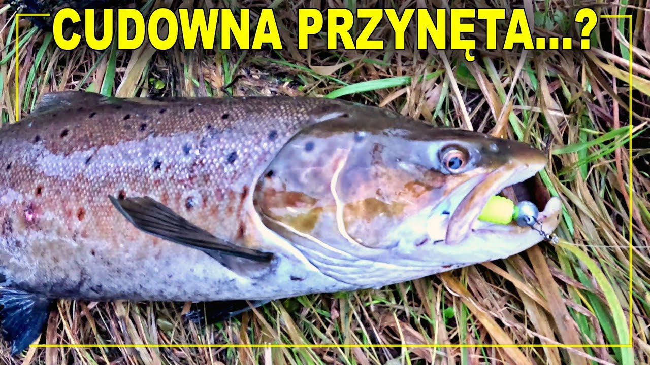 TROCIE 2024 - TEGO SIĘ NIE SPODZIEWALIŚMY!!! | troć 2 styczeń / wędkarstwo 2024 @krzysztofocimek674
