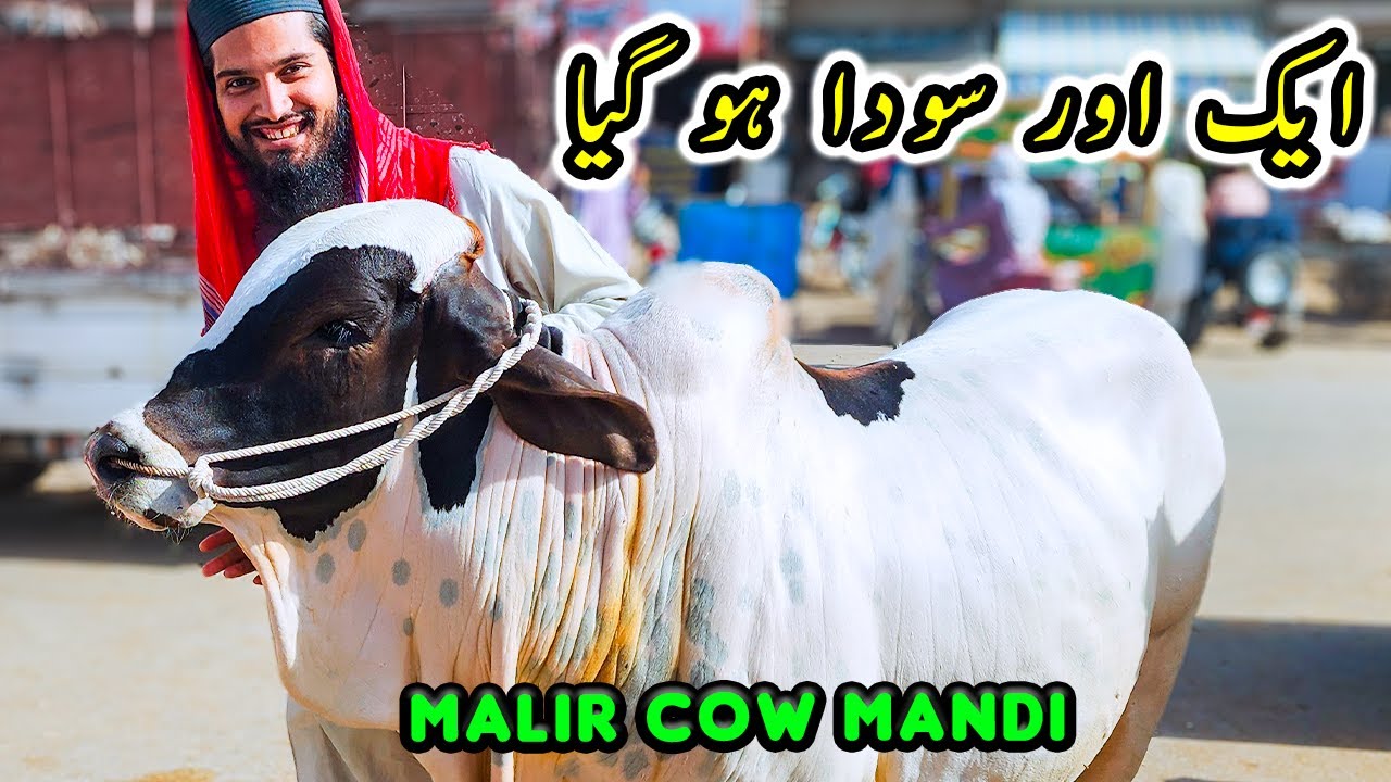Malir Cow Mandi Main SODA Ho Gya 😍 Cattle Market Karachi | Bakra Eid 2024