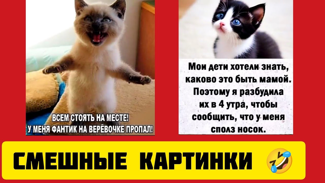 ВСЕМ СТОЯТЬ НА МЕСТЕ💪! У МЕНЯ ФАНТИК НА ВЕРЁВОЧКЕ ПРОПАЛ!🤣 смешные картинки и весёлая музыка 