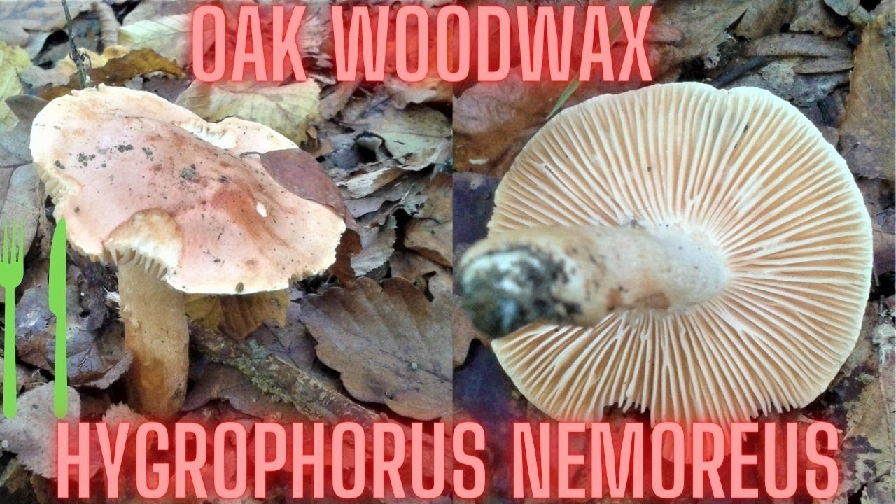 Oak Woodwax (Hygrophorus nemoreus) Tupoglavka