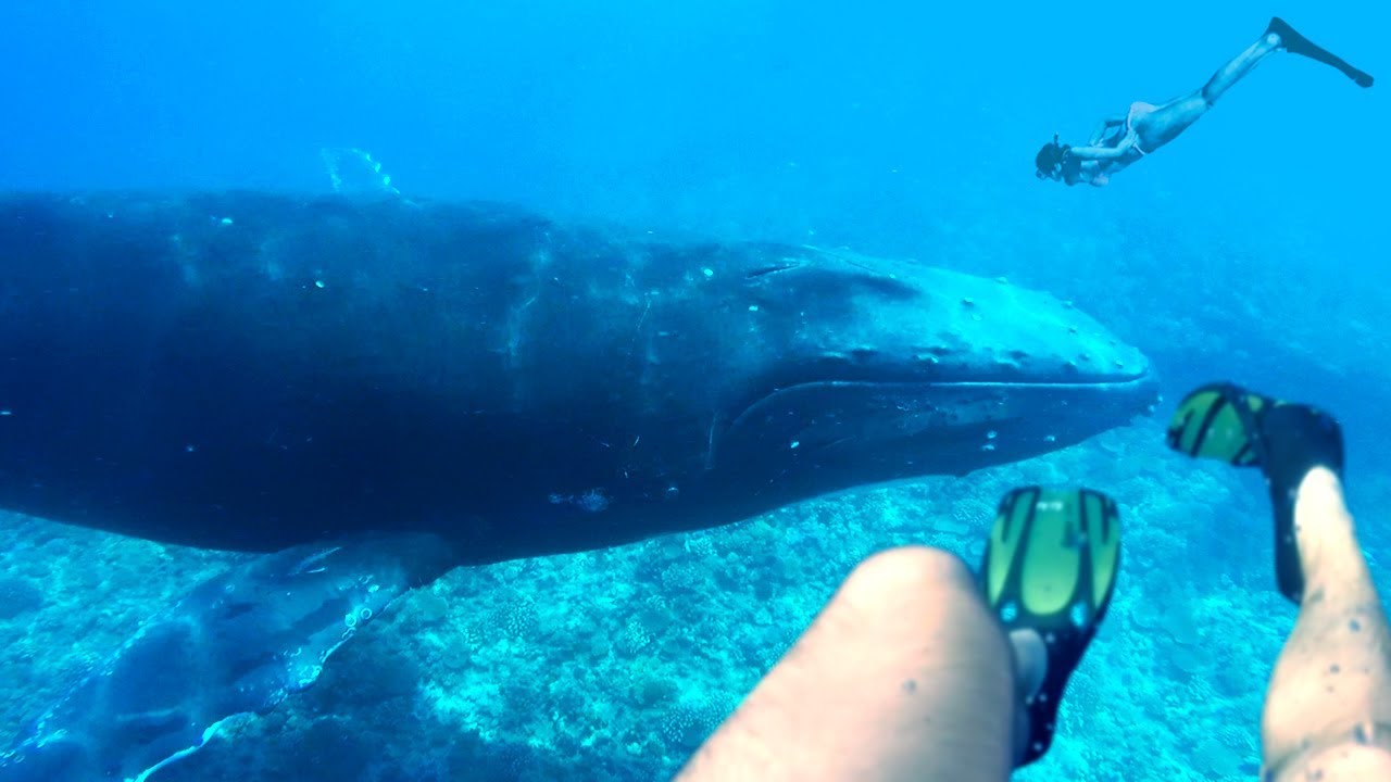 JE NAGE AVEC DES BALEINES 🙌 C'est fou⎜Tahiti Day 3