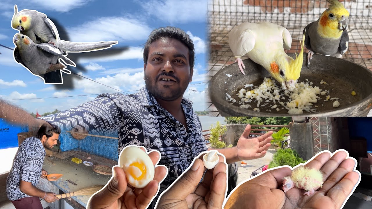 Cockatiel Breeding 💯%Successful | Cockatiel Birds Breeding Time Care | Cockatiel Bird Breeding Tips|