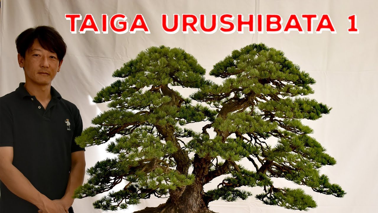 BonsaiKunstHamburg: Taiga Urushibata Demo Part 1