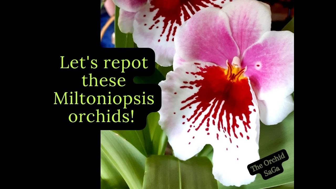 Miltoniopsis orchid repotting sesion januari 2023