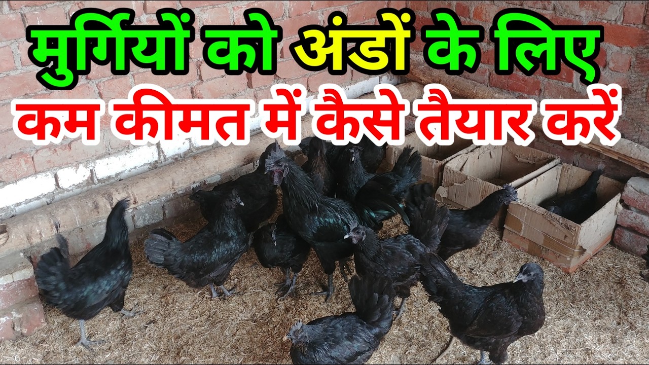 मुर्गियों को अंडों के लिए कैसे पालते हैं | Murgiyon ko Andon ke liye kam kimat me kaise tayar katen