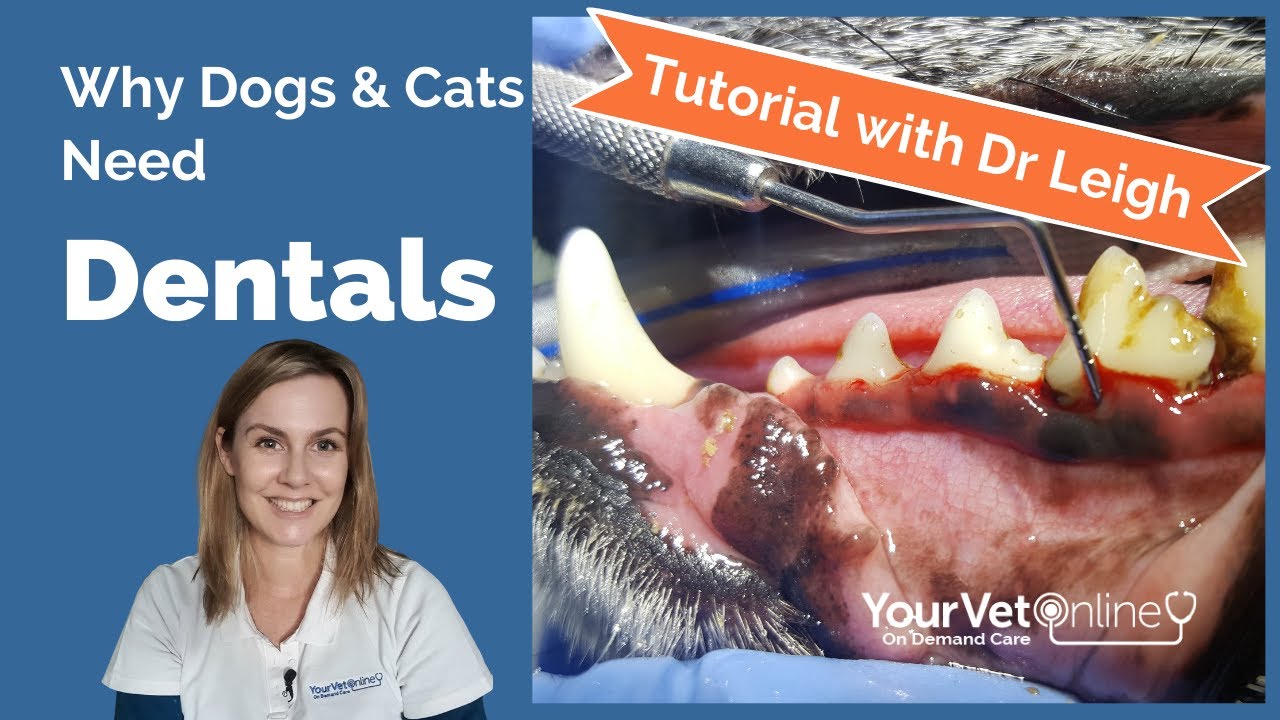 What Vets Do In Dog & Cat Dentistry Treatments | Tutorial | Your Vet Online