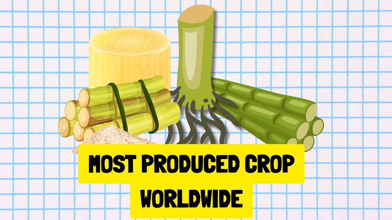 History of sugarcane