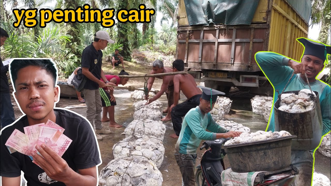 GAK NYANGKA‼️ PENGHASILAN SEMINGGU DAPAT SEGINI DARI GETAH KARET
