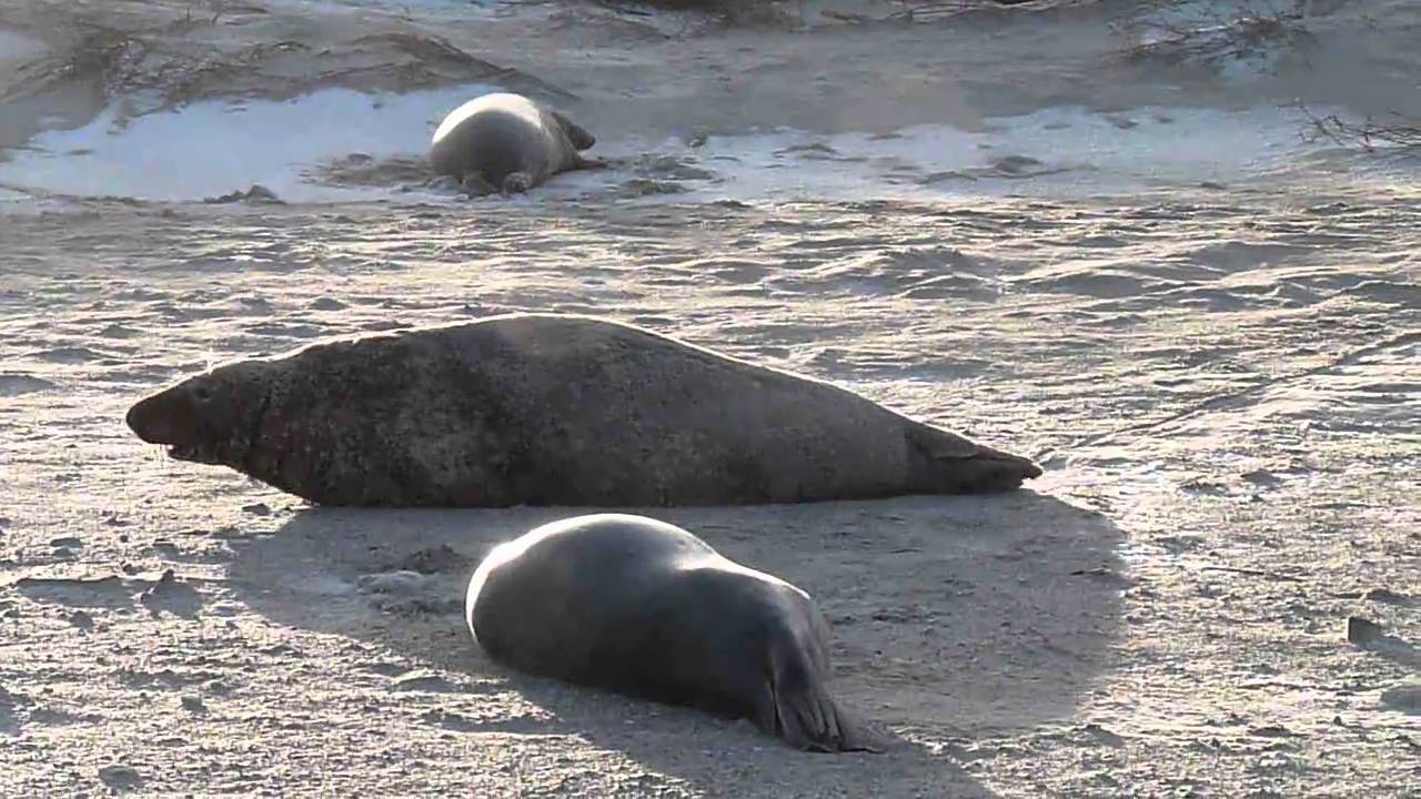 Kegelrobbenrendevouz auf der Düne von Helgoland