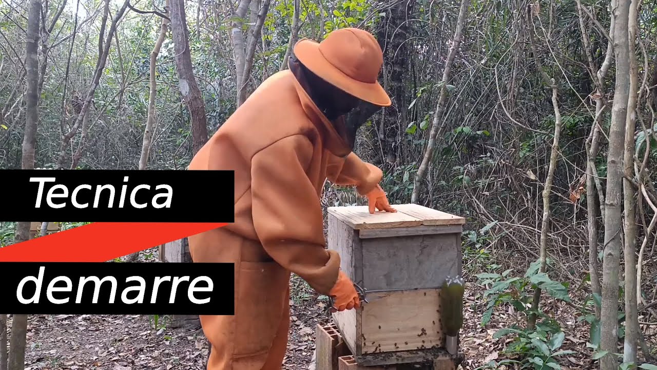 Você Conhece o Sistema Demarre? Descubra o Segredo dos Apicultores Profissionais