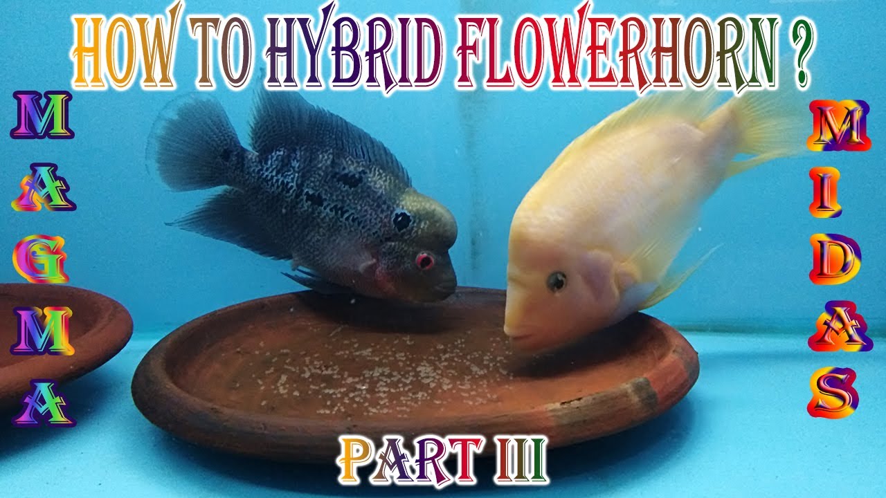 How to Hybrid Flowerhorn ? Magma x Midas Cichlid.Part 111.