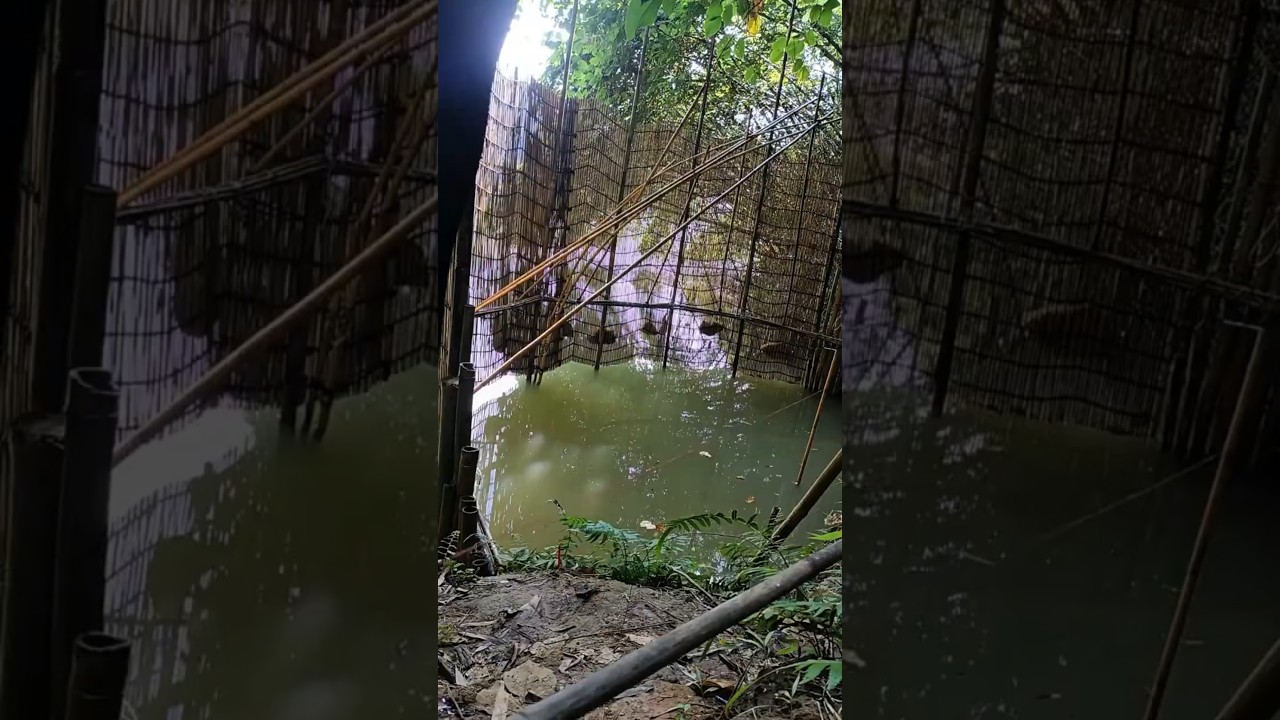 The Most SATISFYING Fish Trap You'll Ever See! #fishtrap #fishing #shortsvideo
