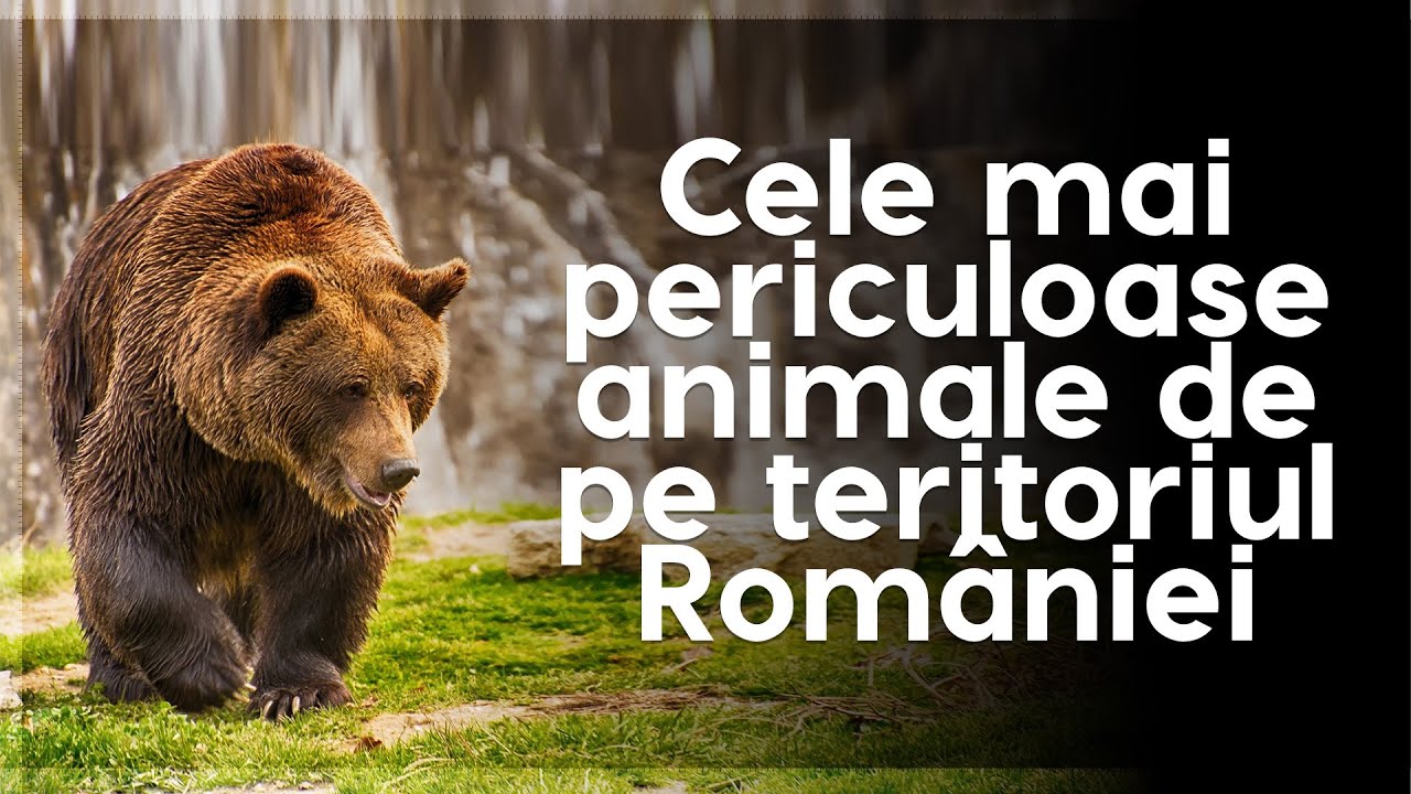 Cele mai periculoase animale de pe teritoriul României
