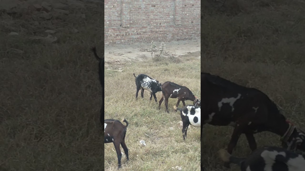 dasi bakriya||Pakistani goats#goatfarminginpakistan#goatbreedinpakistan#shorts#shortvideo#youtube