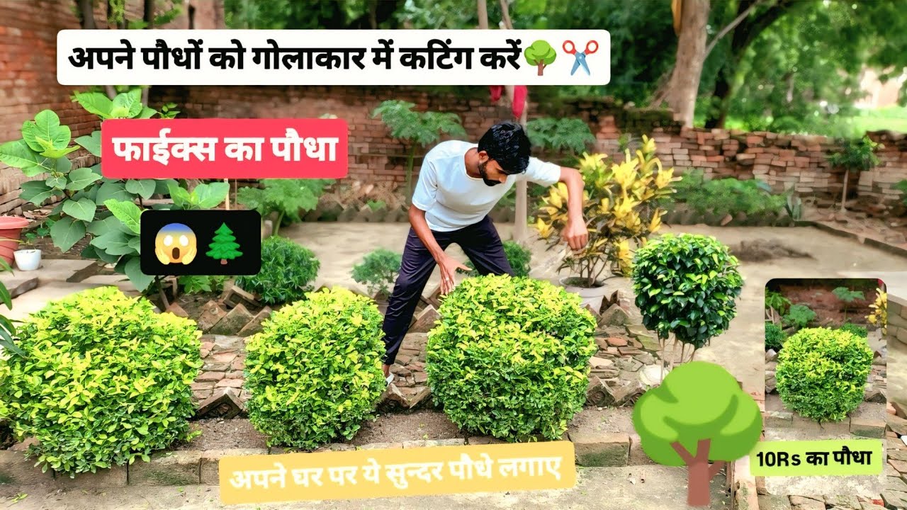 अपने कटिंग वाले पौधों को कैसे कटिंग करें 🌳✂️|Garden Mein Paudha Kaise Cutting Karte Hain | Gardening