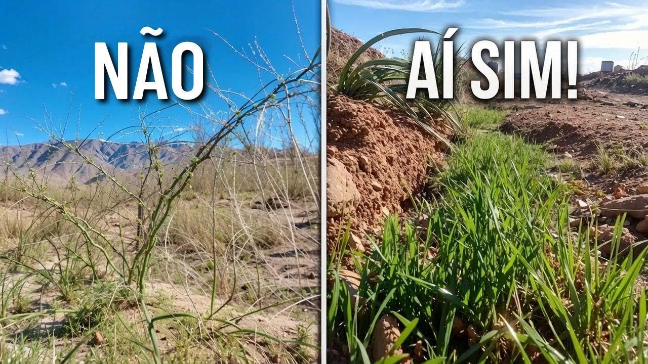 Descobri o segredo que faltava pra minha floresta no deserto