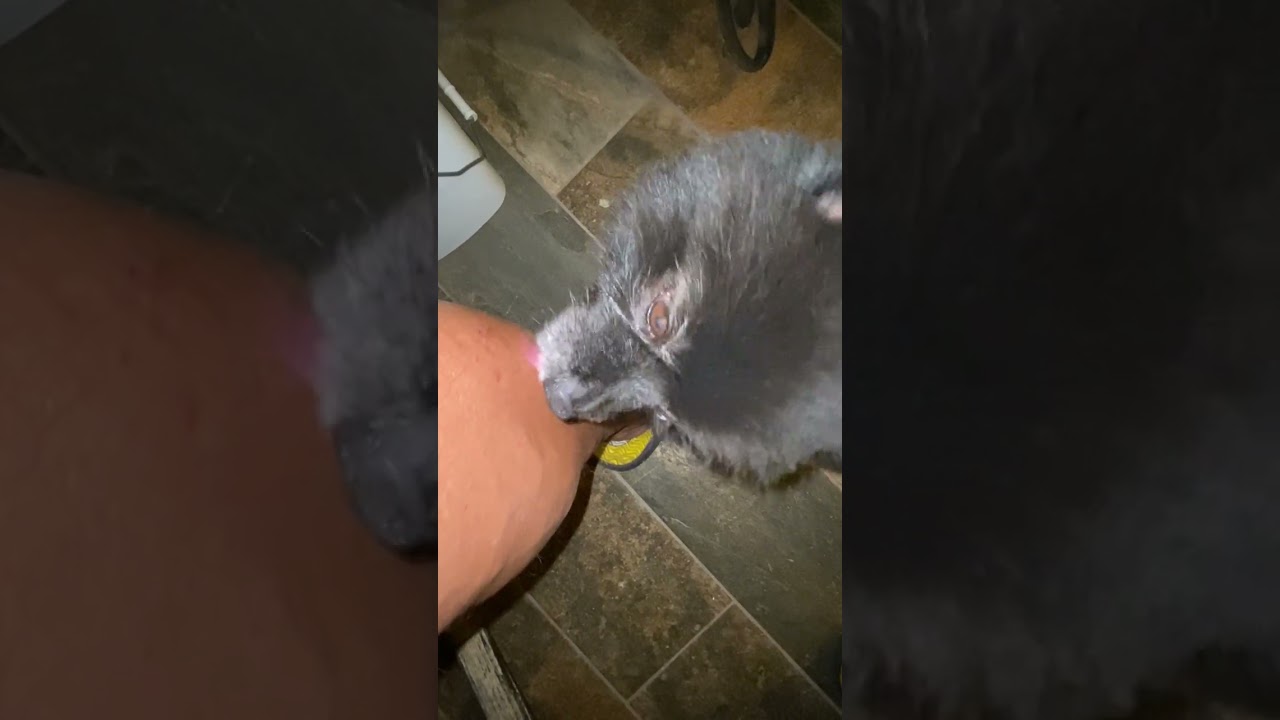 Smokey Dog licking 12 +