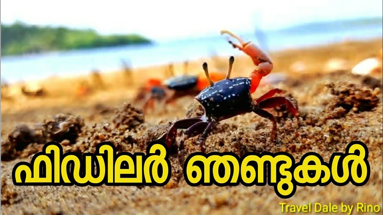 Fiddler crab. |ഫിഡിലർ ഞണ്ടുകൾ | Travel Dale by Rino