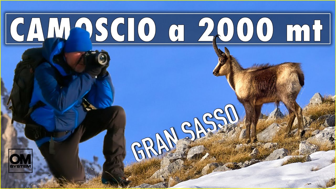 GRAN SASSO : fotografo un camoscio a 2000 metri in ambiente invernale