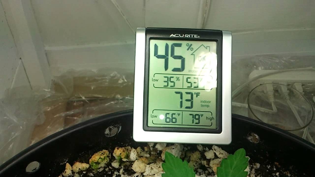 Chernobyl Day 48 of Life & Narcotic Kush Day 22
