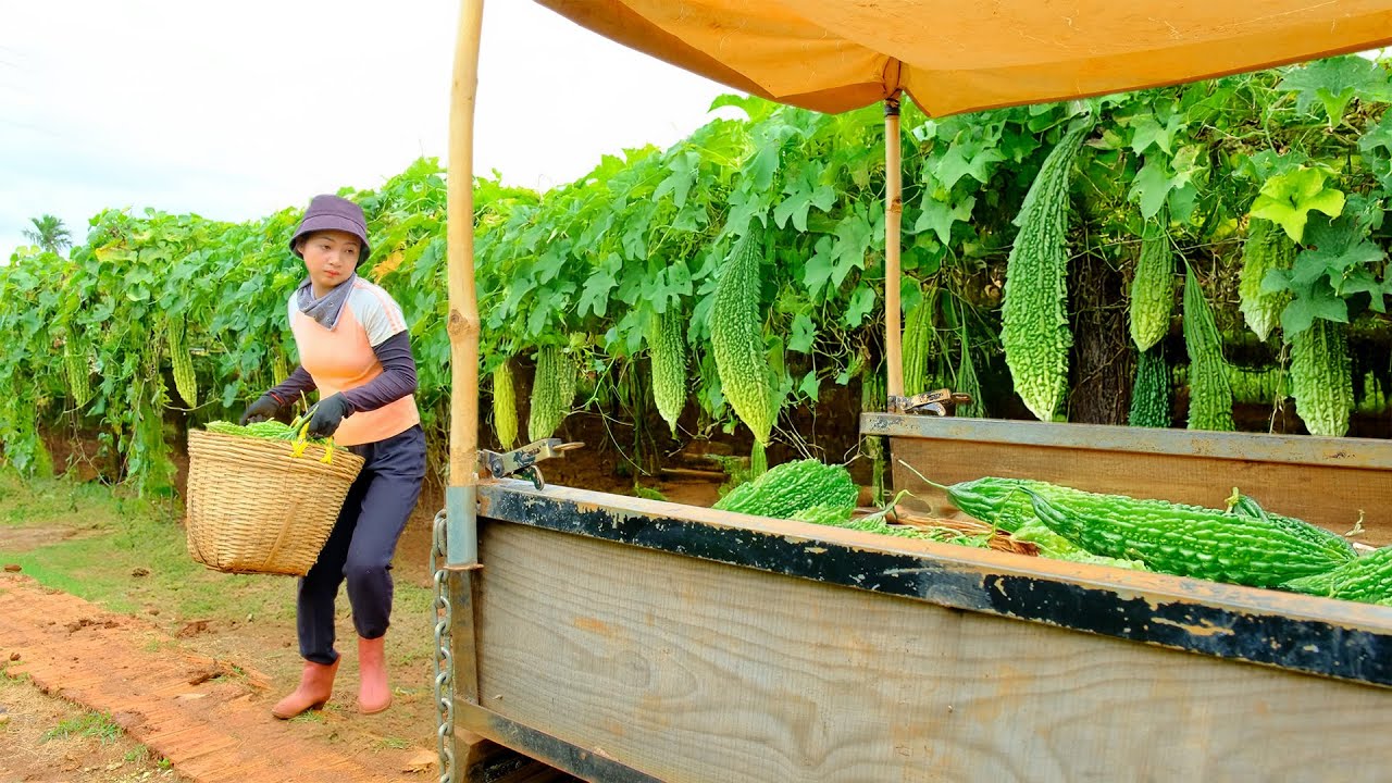 Harvest A Cart Of Bitter Melon To Sell At The Market, Cook With Bitter Melon, Gardening
