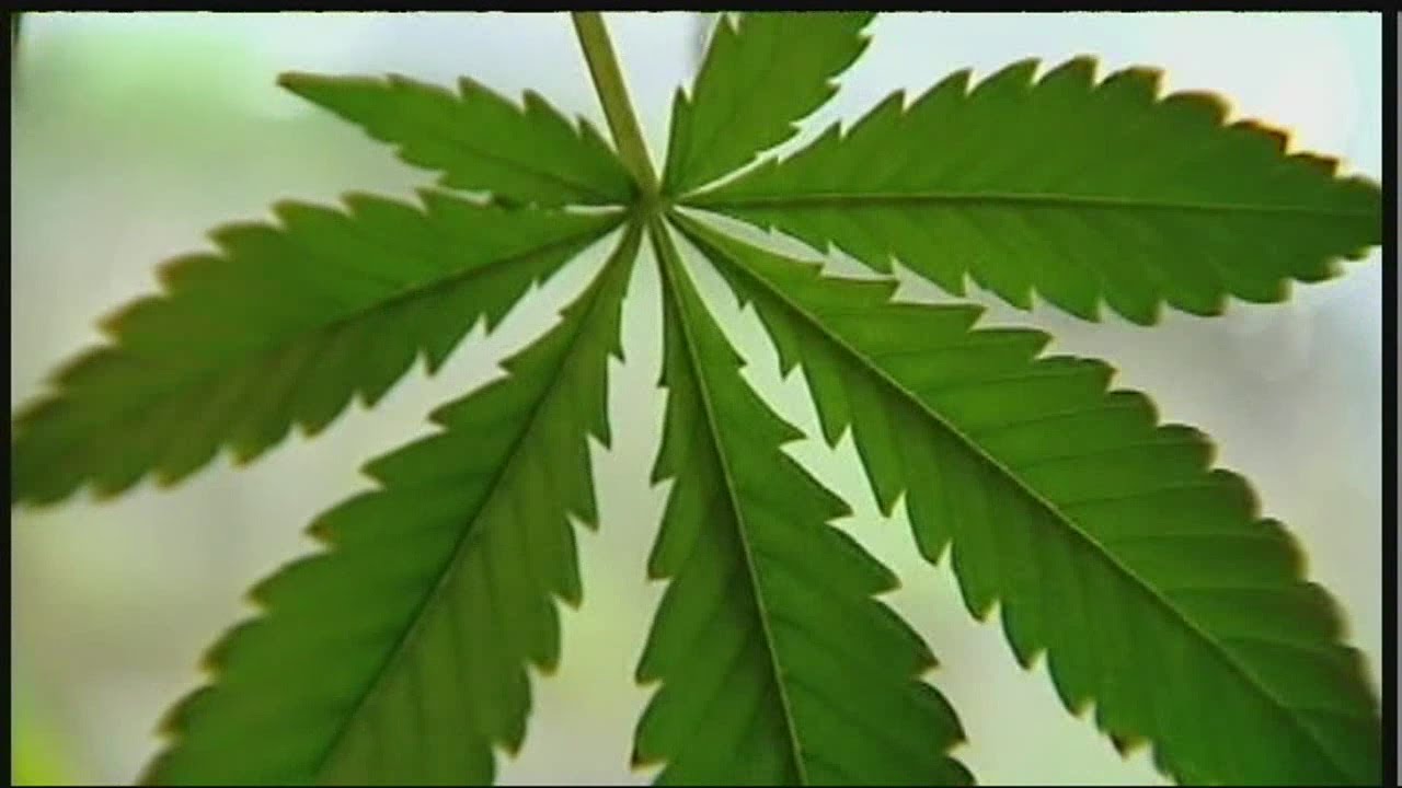 Medical marijuana dispensary rules