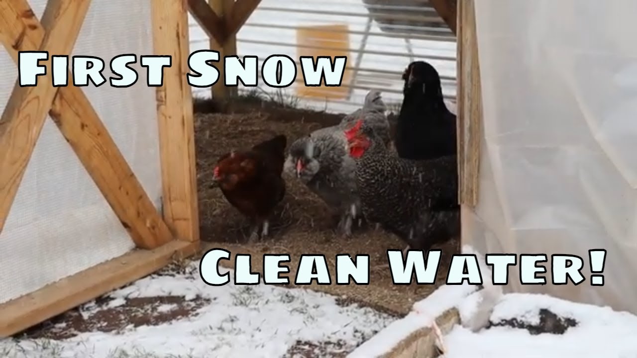 Cleaning the Chicken Water In The Winter!