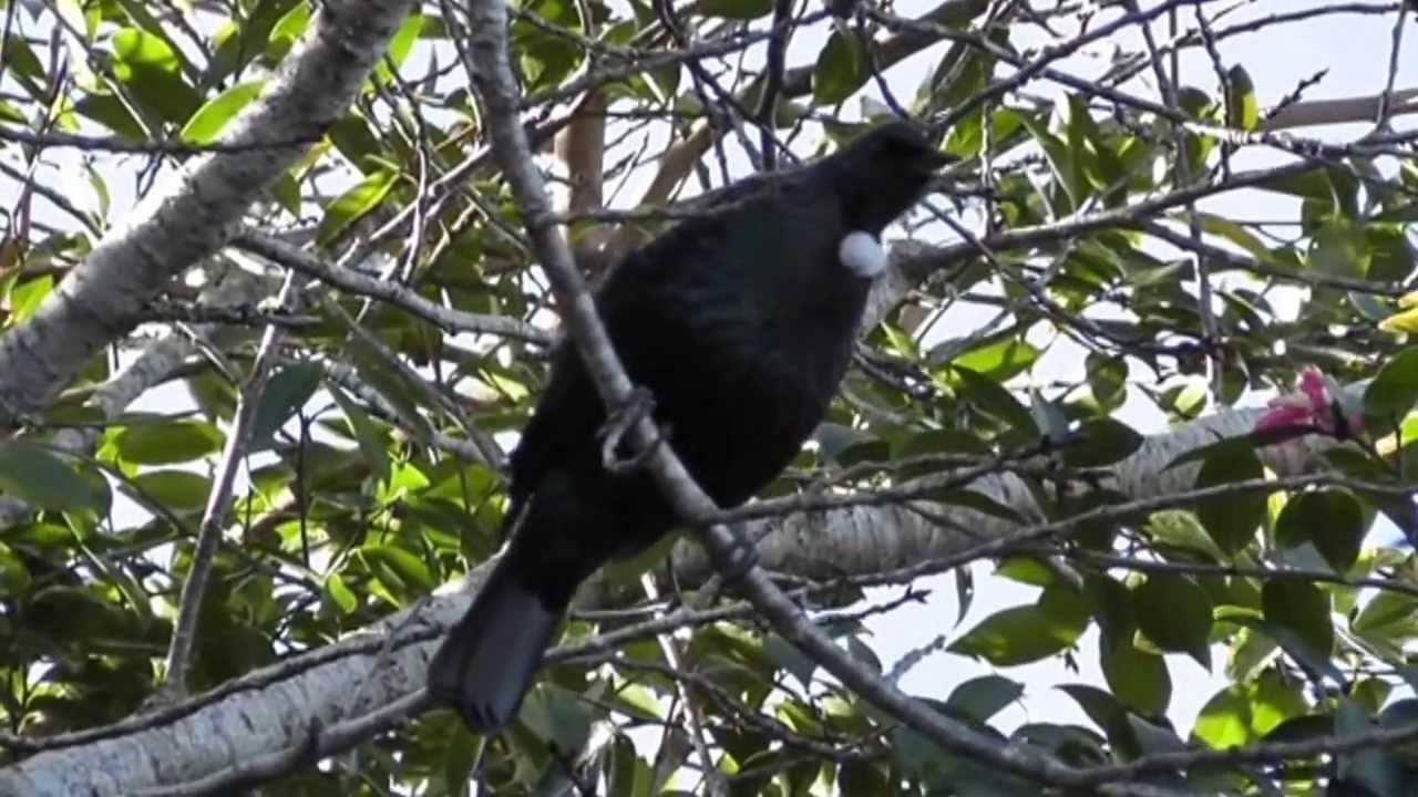 How To Feed Tui, NZ Native Birds