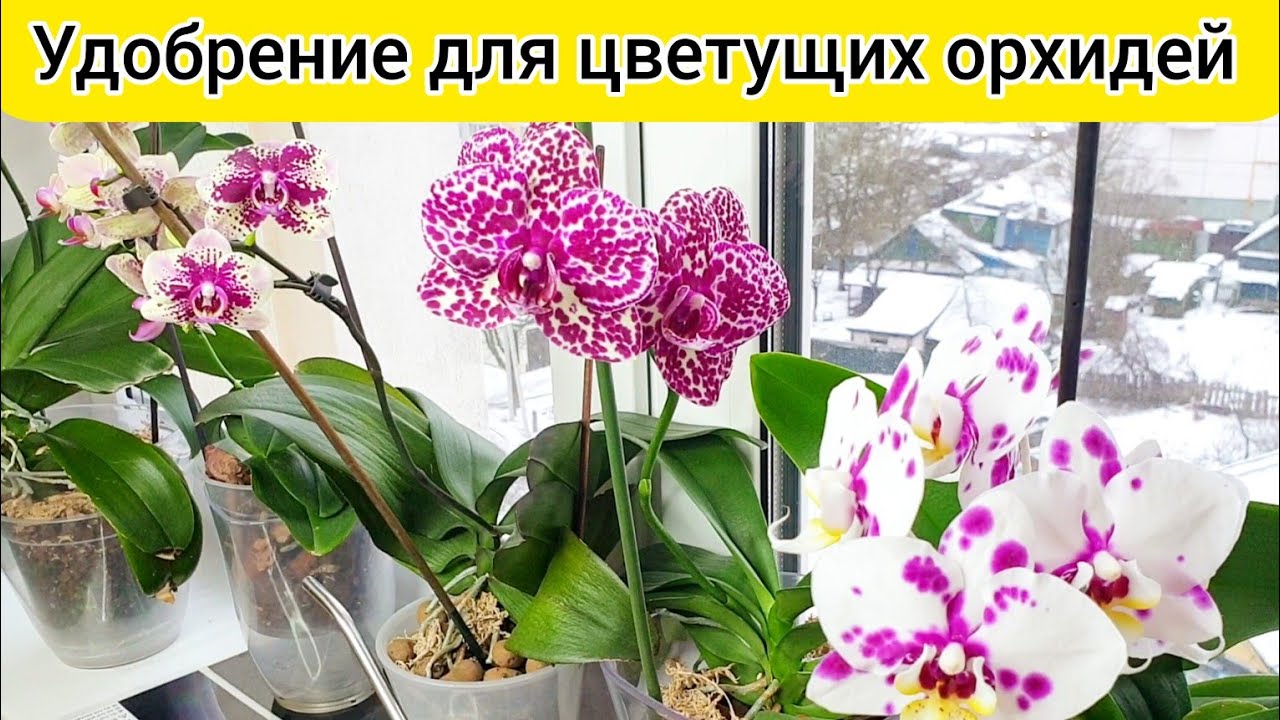 Полить орхидеи цветущие удобрением / Длительное цветение орхидей