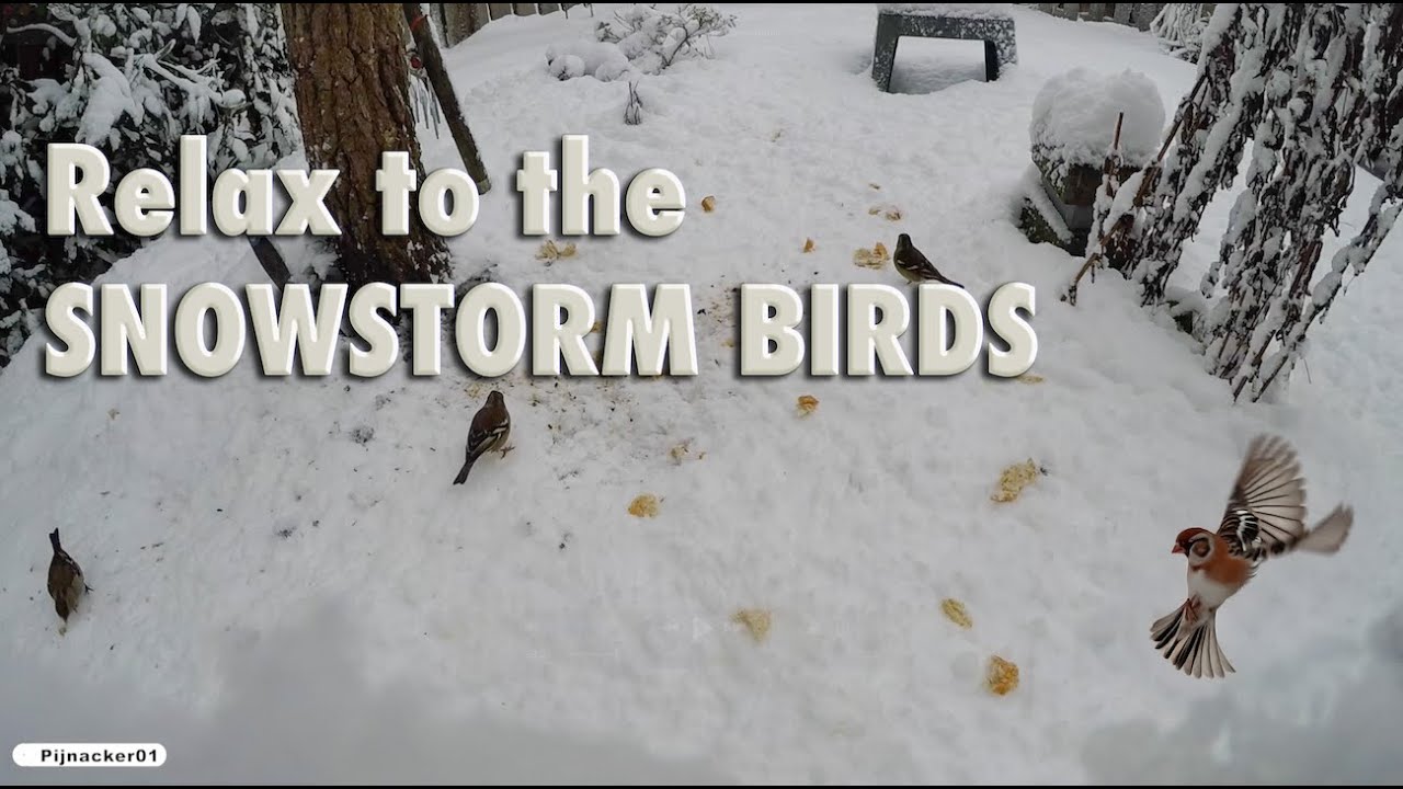 Relax with the Birds in a Snowstorm
