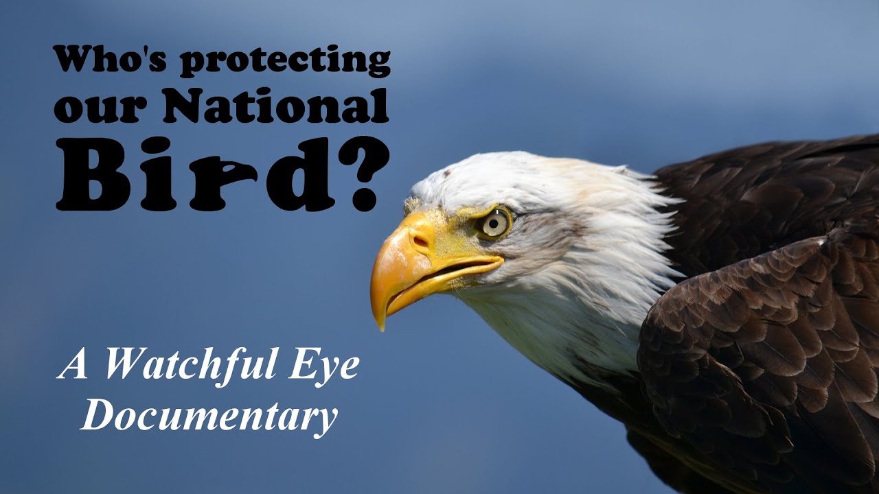 Bald Eagle Documentary (Who's Protecting Our National Bird?) 1080P