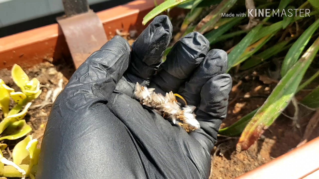 زراعة بذور الجازانيا - إنبات بذور الجازانيا Gazania seeds germination