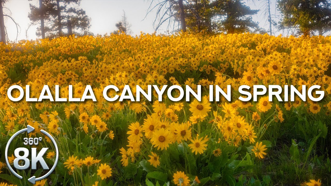 8K Olalla Canyon Ridge Trail in Spring - 360° VR Relaxation with Wildflowers & Real Sounds
