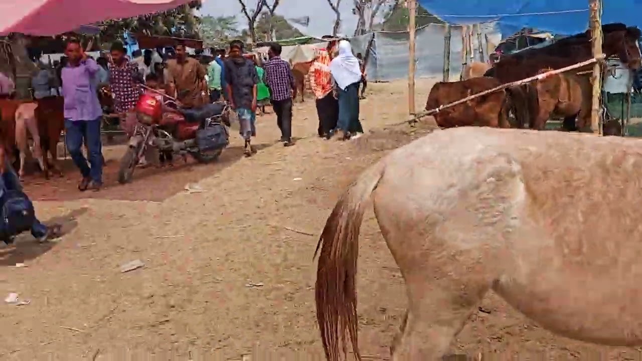 গোপিনাথপুর ঐতিহাসিক ঘোড়া🐴🐎🐎🐎