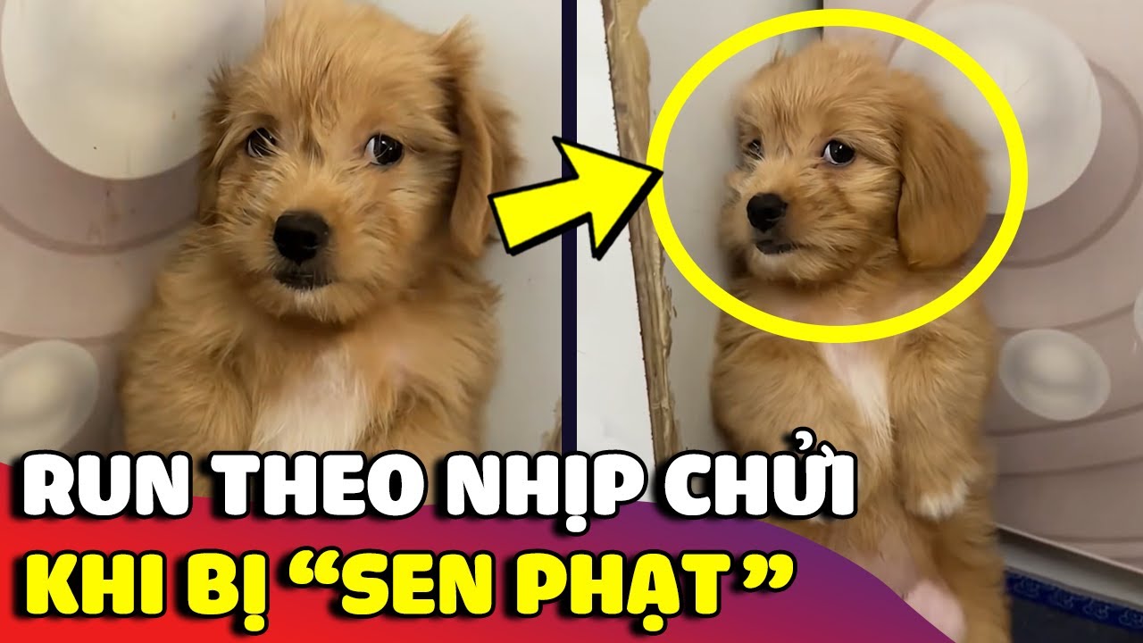 Biểu cảm hài hước của bé cún 'RUN THEO NHỊP CHỬI' khi phá nhà bị Sen phạt 😅 | Gâu Đần