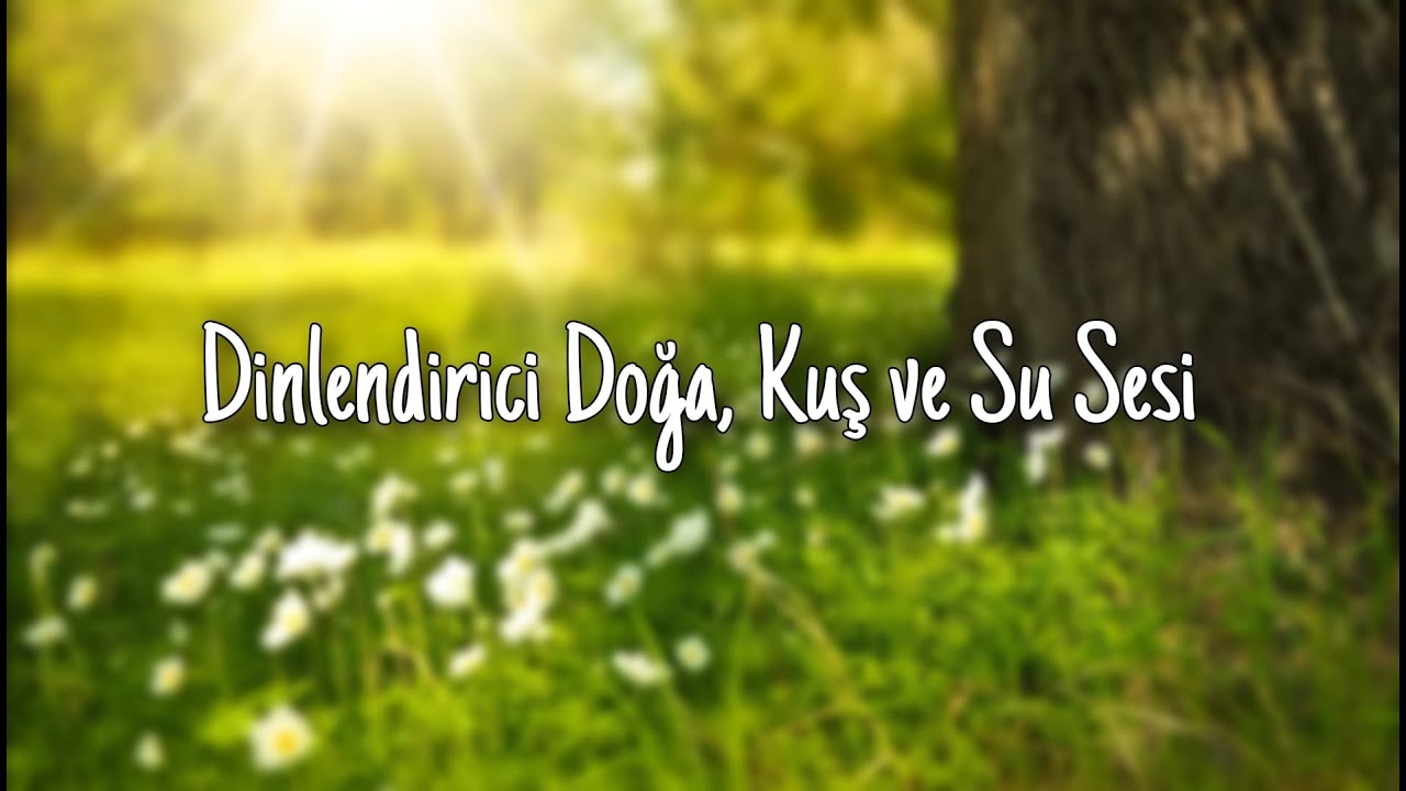 Dinlendirici Doğa, Kuş ve Su Sesi, Meditasyon, Relax.