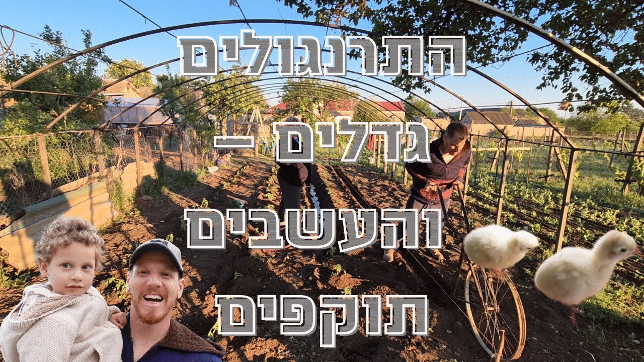 המערכת שבנינו לגידול תרנגולי הודו בדרום מולדובה | גינת עגבניות חדשה ותובנות על החיים 🦃🍅