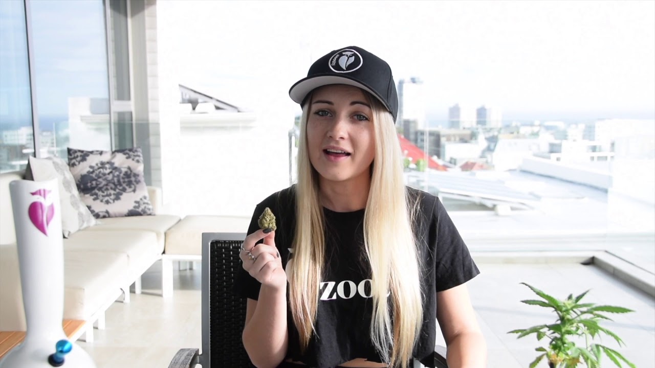 Toking Tylor Reviews President Seeds Critical Churchill Cannabis Strain