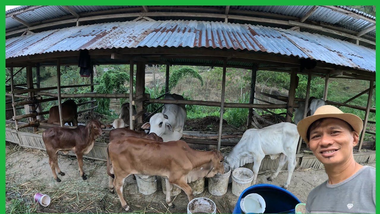 Nakikain NADIN ANG MGA MALIIT NA BAKA SA MALALAKI..