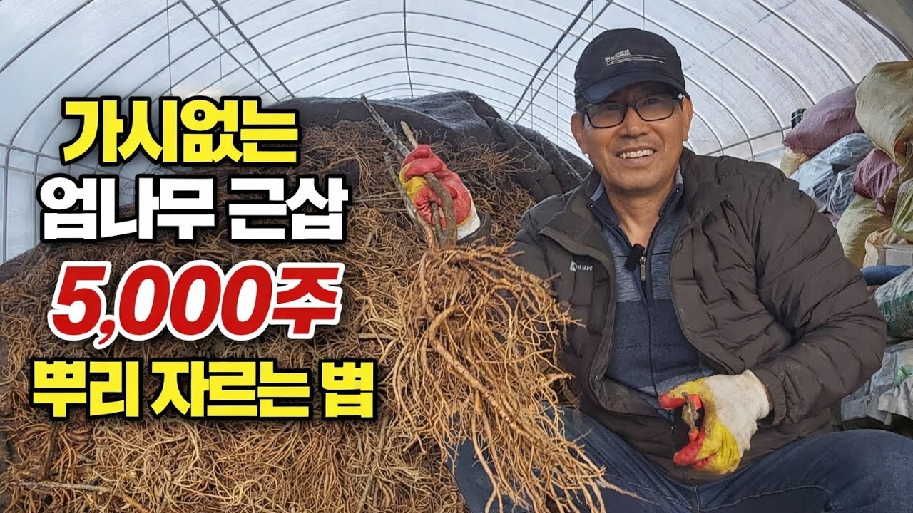 가시없는 엄나무 근삽｜5,000주 뿌리 자르는 법 (1년생·2년생)