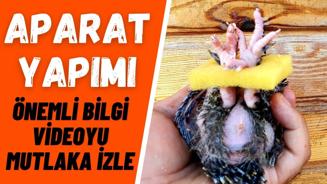 Yavru Güvercin Ayak Kayması Tedavisi Nedeni ve Önlemi Sünger Aparat Yapımı