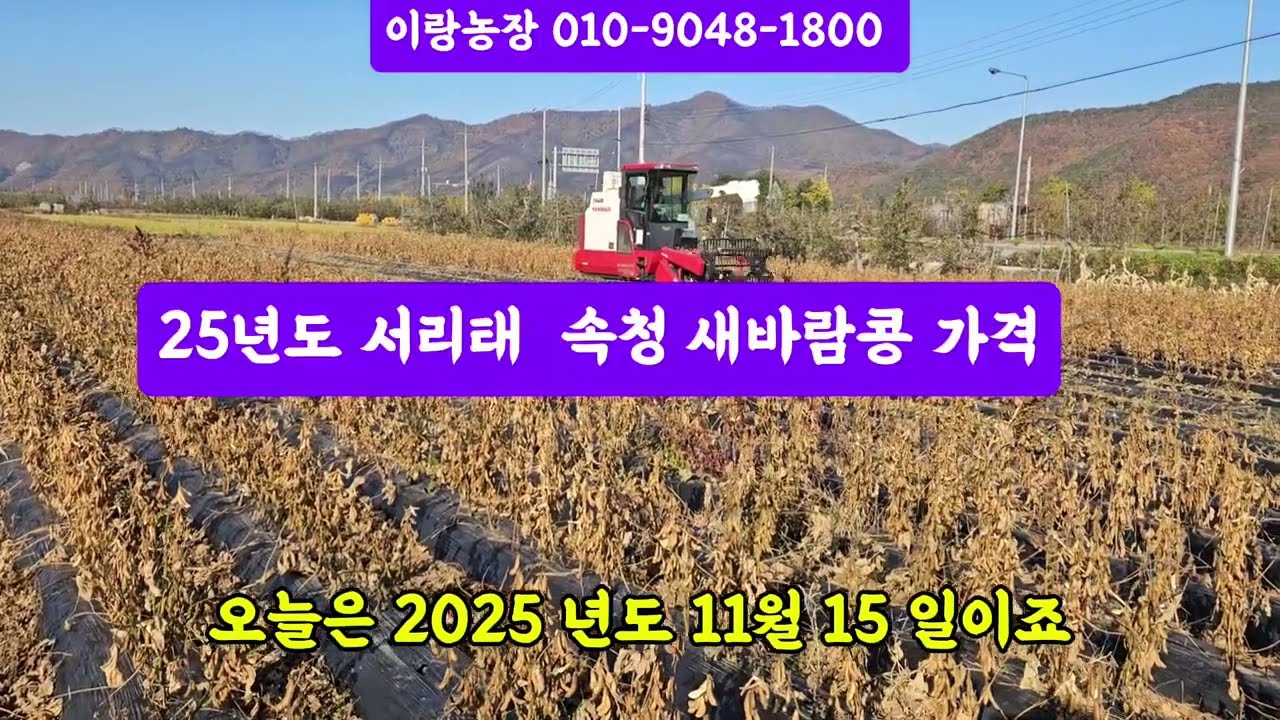 25년 햇 서리태속청 새바람콩 수확