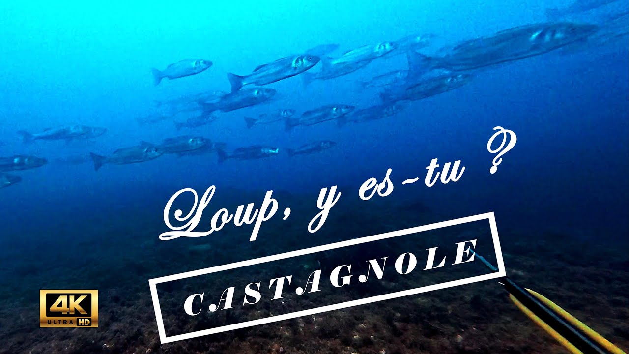 Chasse sous-marine au loup d'hiver à Marseille (et en 4K!)
